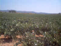 0038[0].JPG (54383 bytes)